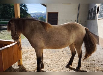Islandpferd, Stute, 3 Jahre, 134 cm, Buckskin