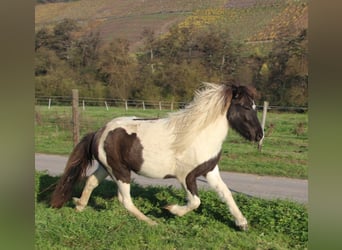 Islandpferd, Stute, 3 Jahre, 135 cm, Schecke