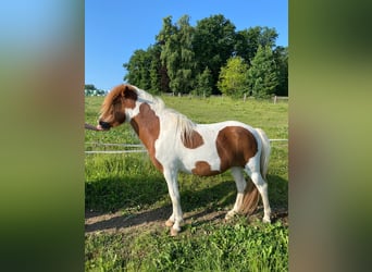 Islandpferd, Stute, 3 Jahre, 135 cm, Tobiano-alle-Farben