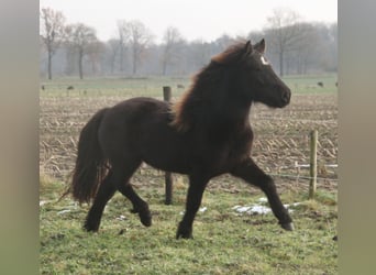 Islandpferd, Stute, 3 Jahre, 136 cm, Rappe