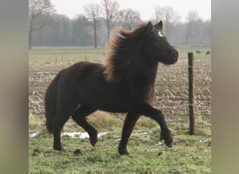Islandpferd, Stute, 3 Jahre, 136 cm, Rappe