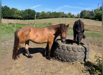 Islandpferd, Stute, 3 Jahre, 136 cm, Rotbrauner