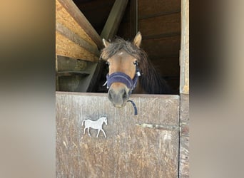 Islandpferd, Stute, 3 Jahre, 136 cm, Rotbrauner
