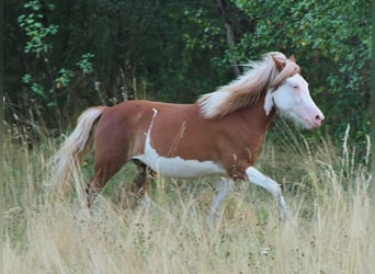 Islandpferd, Stute, 3 Jahre, 136 cm, White