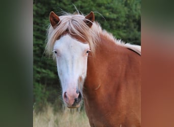 Islandpferd, Stute, 3 Jahre, 136 cm, White