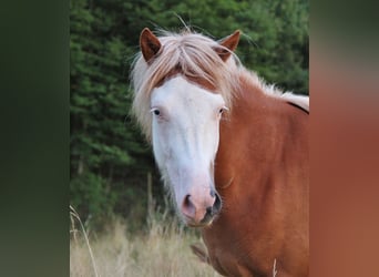 Islandpferd, Stute, 3 Jahre, 136 cm, White