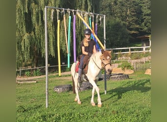 Islandpferd, Stute, 3 Jahre, 137 cm, Schecke