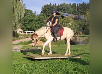 Islandpferd, Stute, 3 Jahre, 137 cm, Schecke