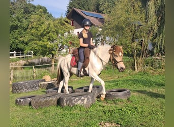 Islandpferd, Stute, 3 Jahre, 137 cm, Schecke