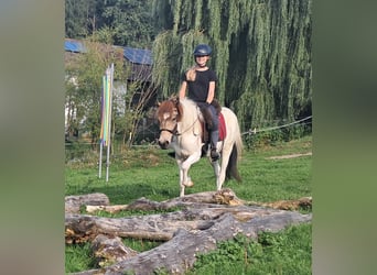 Islandpferd, Stute, 3 Jahre, 137 cm, Schecke