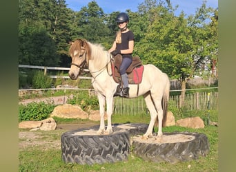 Islandpferd, Stute, 3 Jahre, 137 cm, Schecke