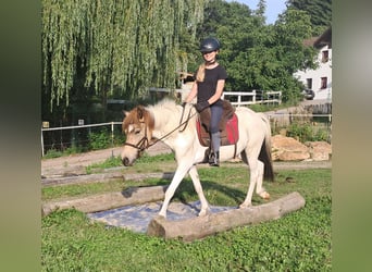 Islandpferd, Stute, 3 Jahre, 137 cm, Schecke