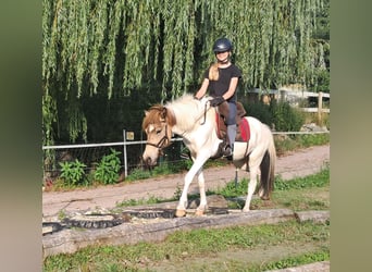 Islandpferd, Stute, 3 Jahre, 137 cm, Schecke