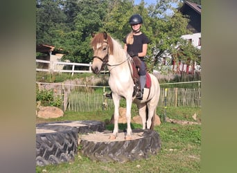 Islandpferd, Stute, 3 Jahre, 137 cm, Schecke
