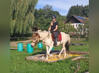 Islandpferd, Stute, 3 Jahre, 137 cm, Schecke