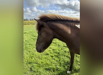 Islandpferd, Stute, 3 Jahre, 137 cm, Schecke