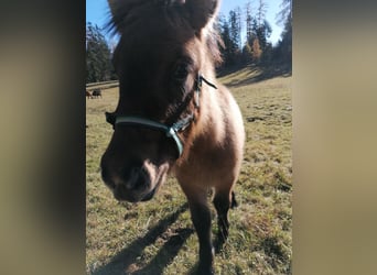 Islandpferd, Stute, 3 Jahre, 138 cm, Falbe