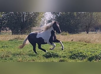 Islandpferd, Stute, 3 Jahre, 138 cm, Kann Schimmel werden