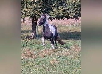 Islandpferd, Stute, 3 Jahre, 138 cm, Kann Schimmel werden