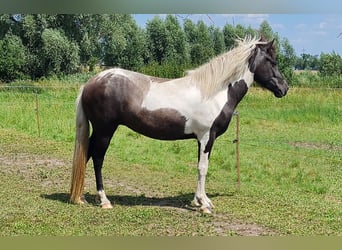 Islandpferd, Stute, 3 Jahre, 138 cm, Kann Schimmel werden