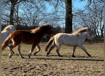 Islandpferd, Stute, 3 Jahre, 139 cm