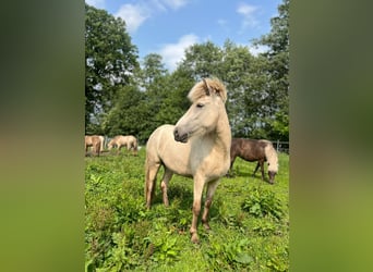 Islandpferd, Stute, 3 Jahre, 139 cm