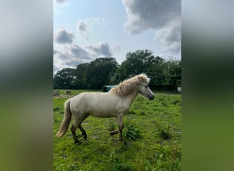 Islandpferd, Stute, 3 Jahre, 139 cm