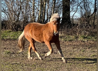 Islandpferd, Stute, 3 Jahre, 139 cm, Fuchs