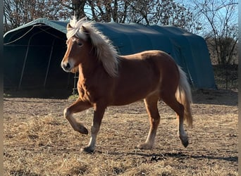 Islandpferd, Stute, 3 Jahre, 139 cm, Fuchs