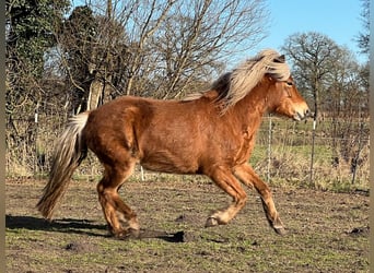 Islandpferd, Stute, 3 Jahre, 139 cm, Fuchs