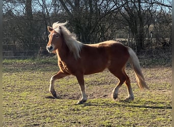 Islandpferd, Stute, 3 Jahre, 139 cm, Fuchs