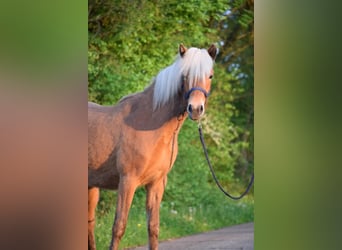 Islandpferd, Stute, 3 Jahre, 139 cm, Fuchs