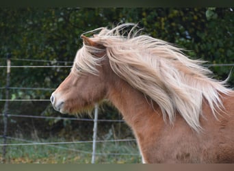 Islandpferd, Stute, 3 Jahre, 139 cm, Fuchs