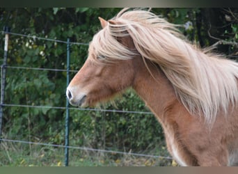 Islandpferd, Stute, 3 Jahre, 139 cm, Fuchs
