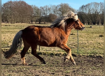 Islandpferd, Stute, 3 Jahre, 139 cm, Fuchs