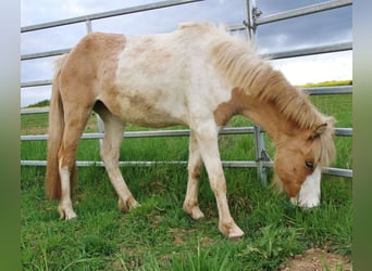 Islandpferd, Stute, 3 Jahre, 139 cm, Schecke