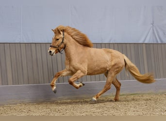 Islandpferd, Stute, 3 Jahre, 140 cm, Falbe