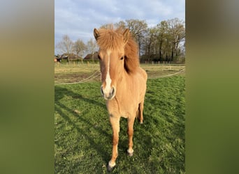Islandpferd, Stute, 3 Jahre, 140 cm, Falbe