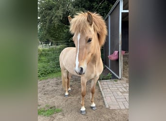 Islandpferd, Stute, 3 Jahre, 140 cm, Falbe