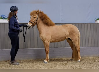 Islandpferd, Stute, 3 Jahre, 140 cm, Falbe