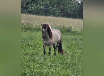 Islandpferd, Stute, 3 Jahre, 140 cm, Falbe