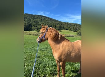 Islandpferd, Stute, 3 Jahre, 140 cm, Rotfuchs