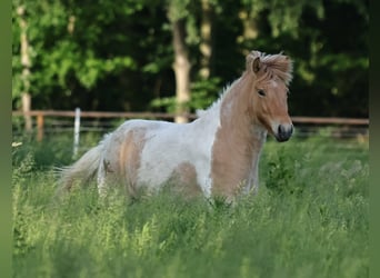 Islandpferd, Stute, 3 Jahre, 144 cm, Schecke