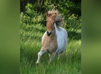Islandpferd, Stute, 3 Jahre, 144 cm, Schecke