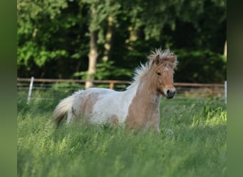 Islandpferd, Stute, 3 Jahre, 144 cm, Schecke