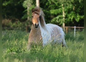Islandpferd, Stute, 3 Jahre, 144 cm, Schecke