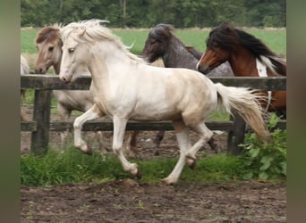 Islandpferd, Stute, 3 Jahre, 145 cm, Schecke