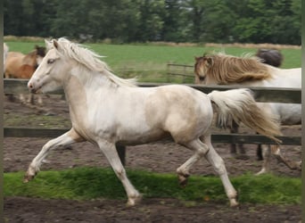 Islandpferd, Stute, 3 Jahre, 145 cm, Schecke