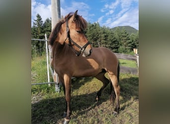 Islandpferd, Stute, 3 Jahre, Falbe