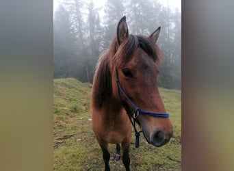 Islandpferd, Stute, 3 Jahre, Falbe